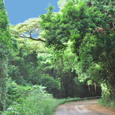 St. Croix's rain forest