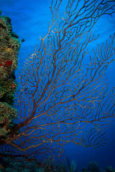 st croix scuba wall diving