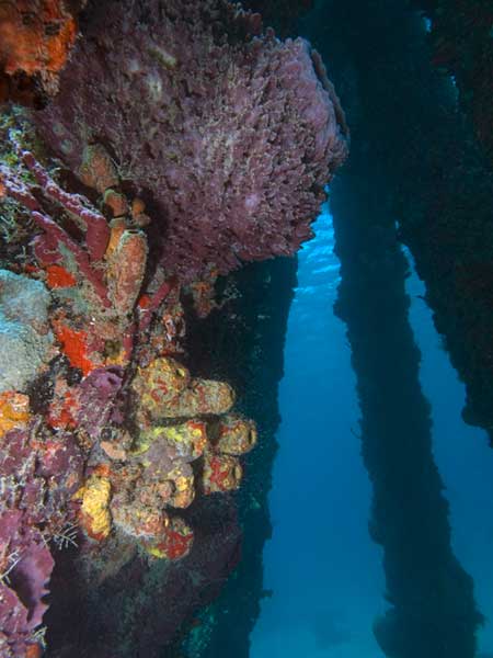 st croix scuba diving the frederiksted pier