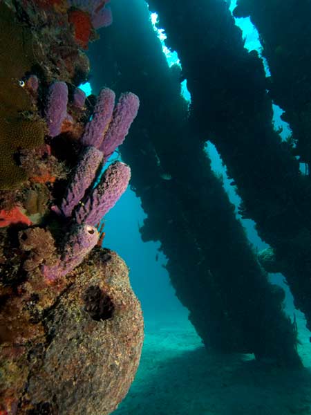 pier diving on st croix