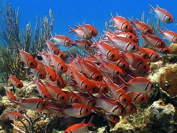 Reef Diving on St Croix US Virgin Islands