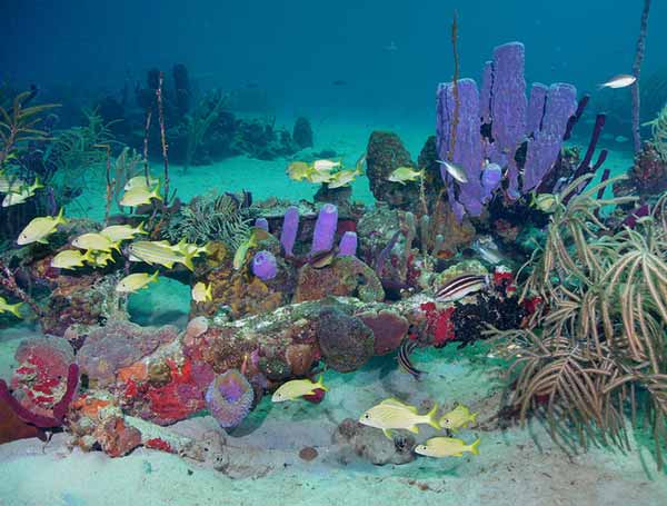 reef diving on st croix