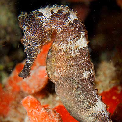 Seahorse on a night dive at St Croix Scuba